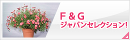 Ｆ＆Ｇジャパンセレクション！